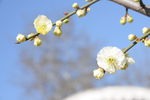 白梅花
