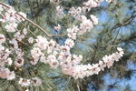 山桃花