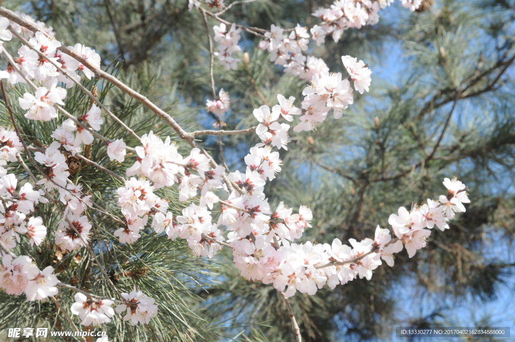 山桃花
