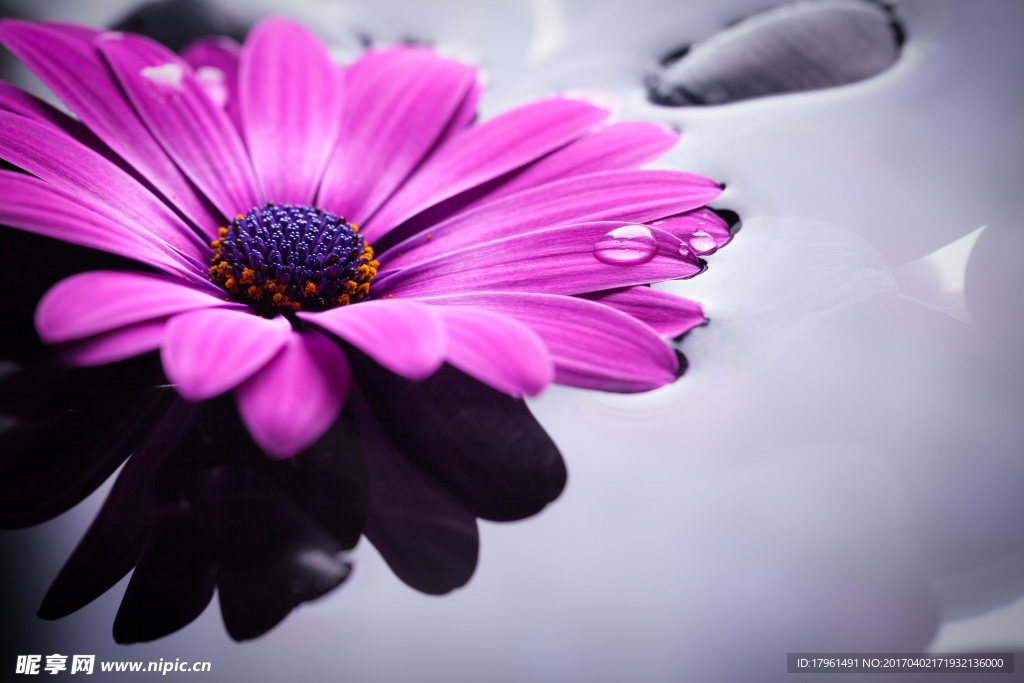 格桑花