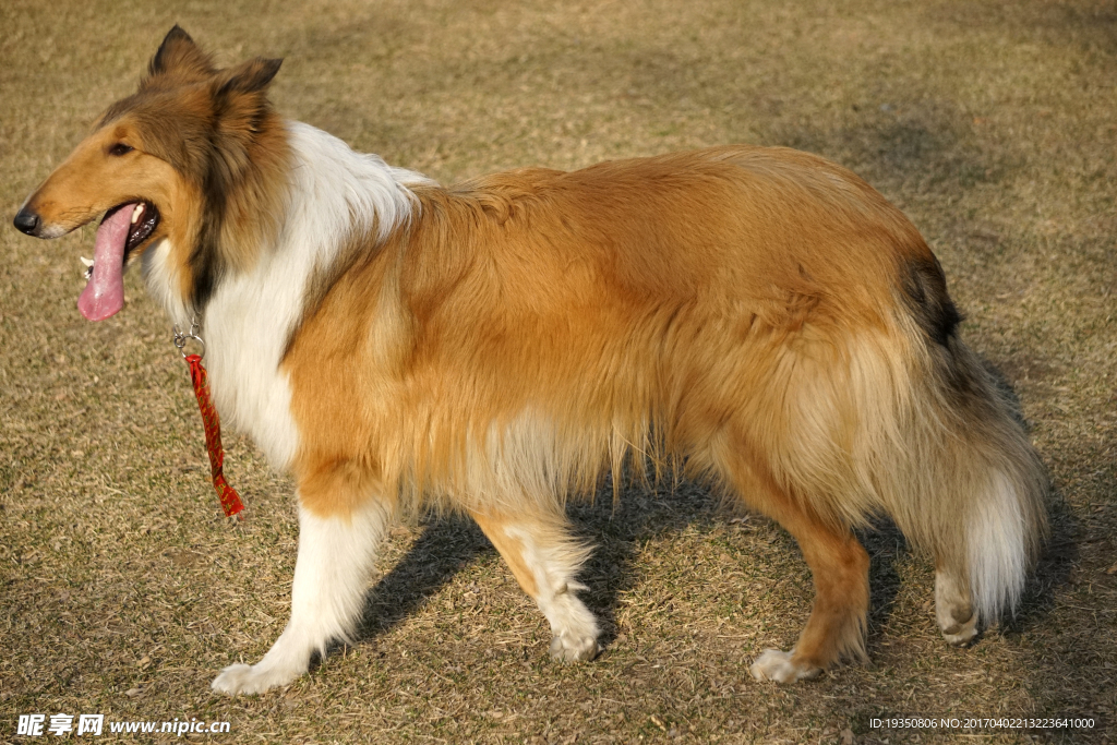 宠物 狗 牧羊犬