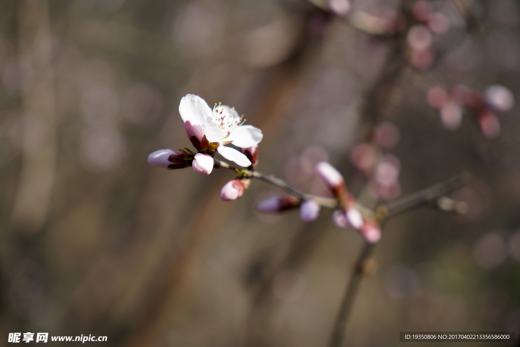 春天 桃花