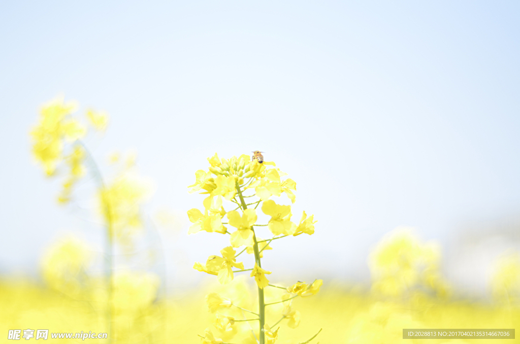 摄影油菜花