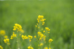 油菜花