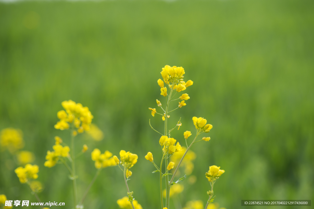 油菜花