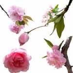 桃花 苹果花