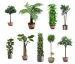 绿植盆栽
