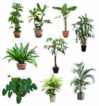 绿植盆栽
