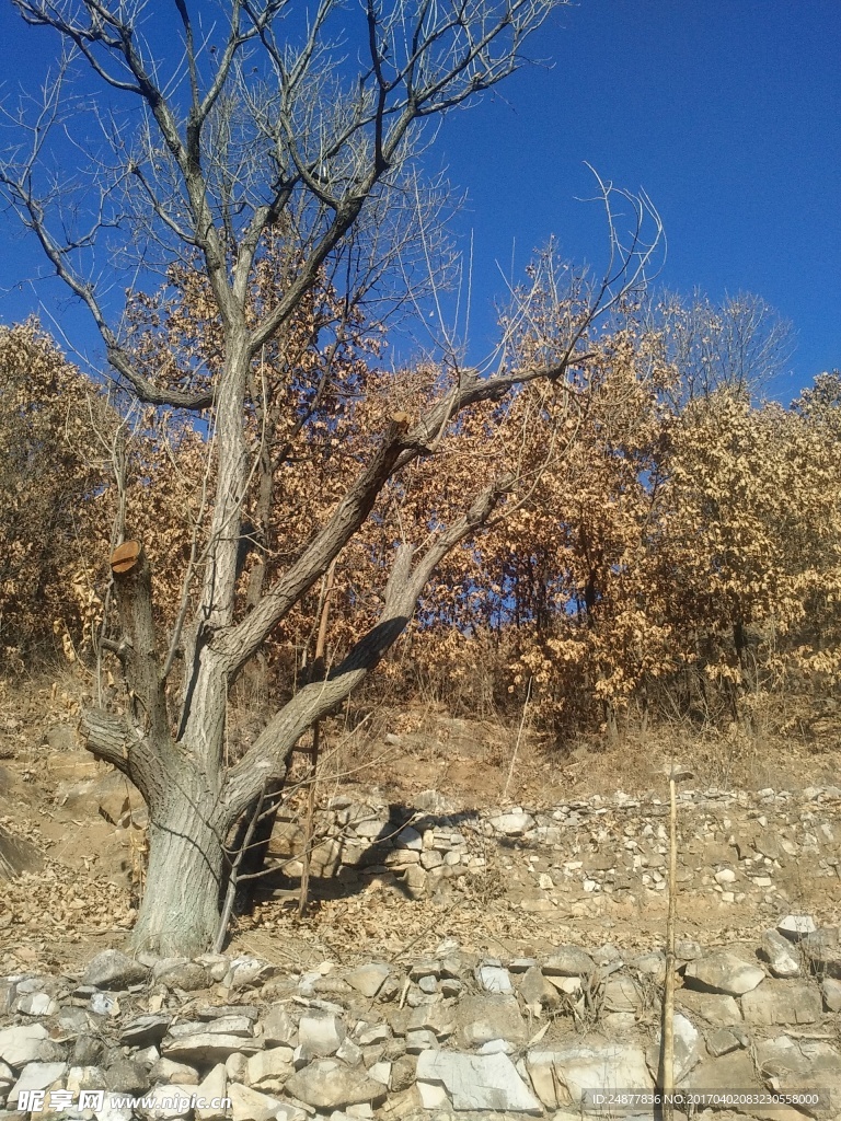 深秋的栗子树