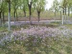 树林里的小紫花