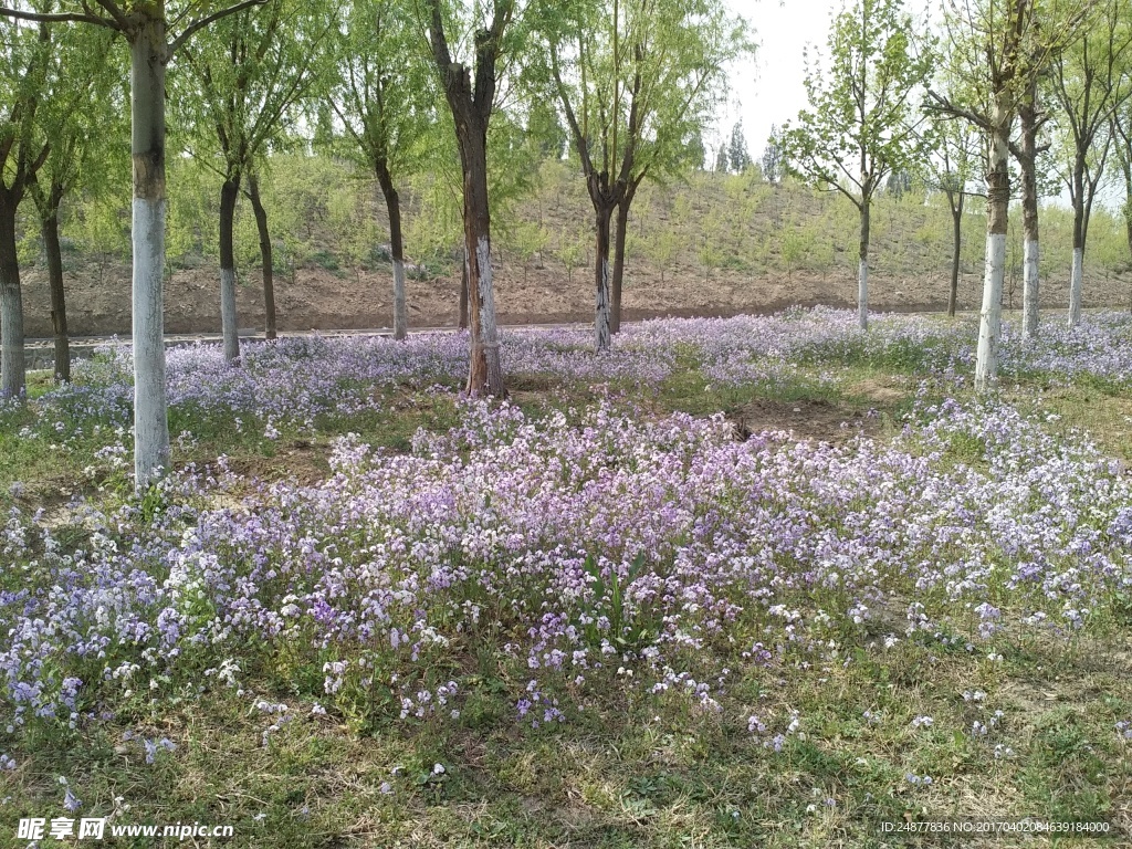 树林里的小紫花