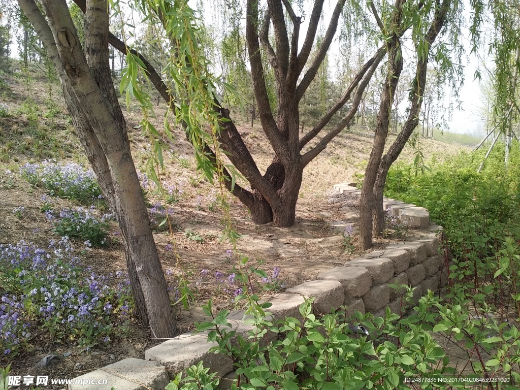 树下美景