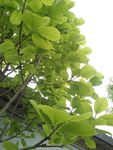 绿树叶
