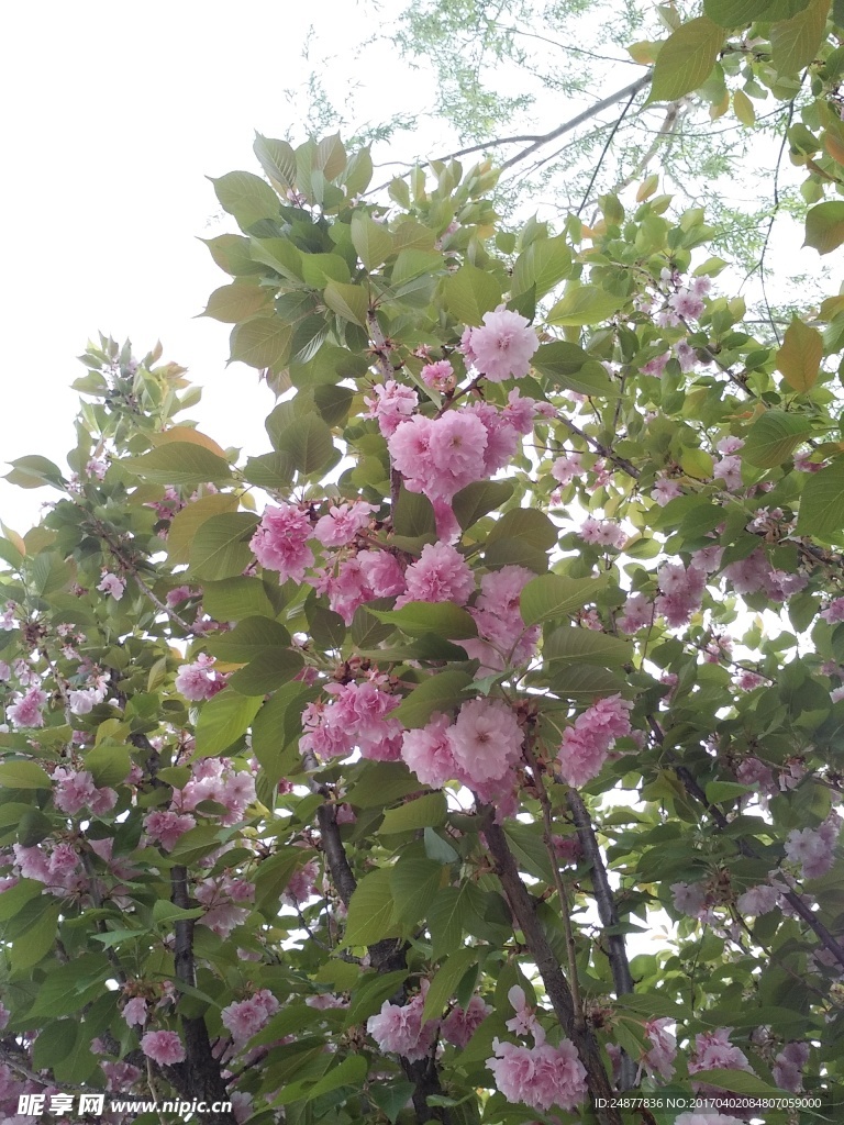 粉色的小花