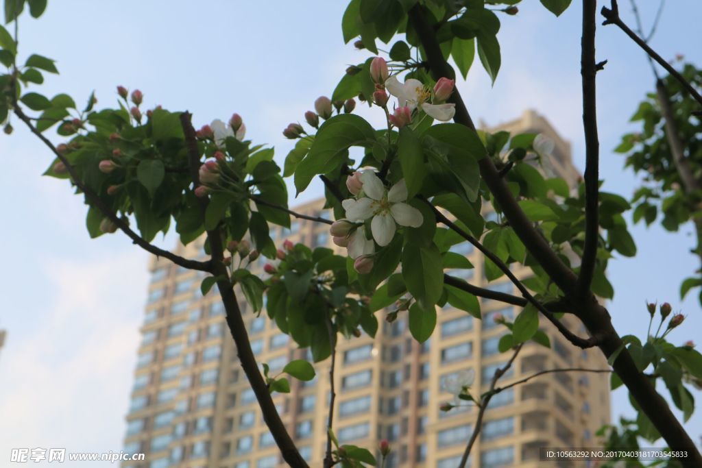 花卉
