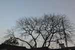 重阳木