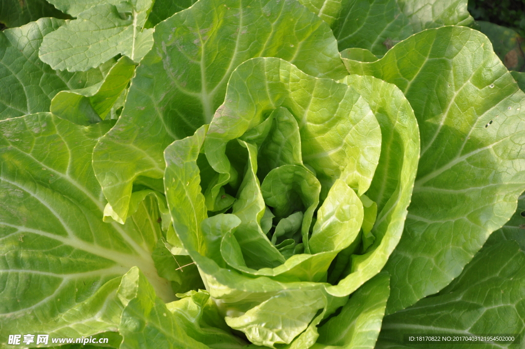 冬天的白菜