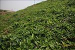 山坡的野菜