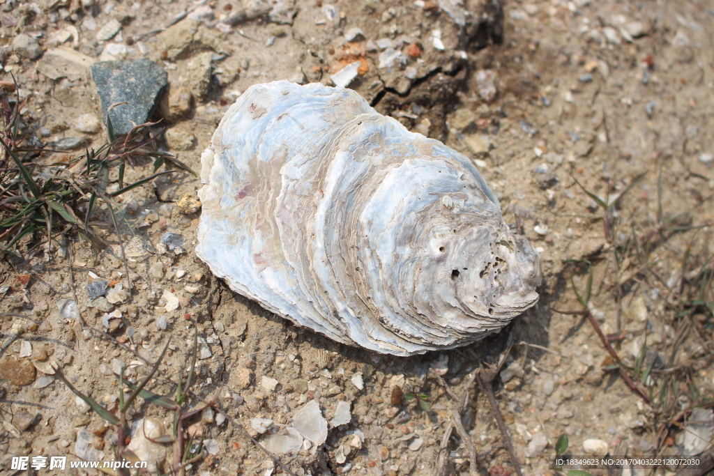 海生物化石