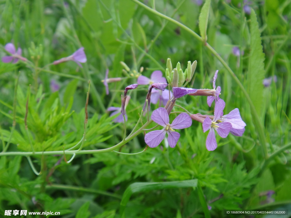 野油菜花