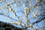 春天 桃花
