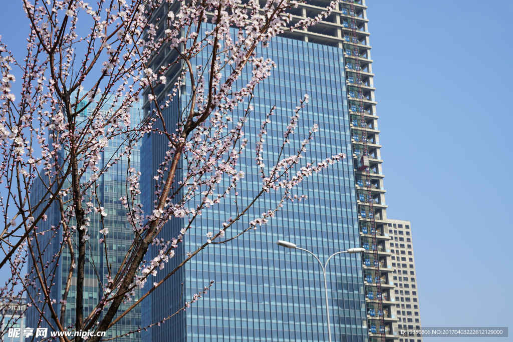 春天 桃花 建筑