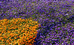 蝴蝶花