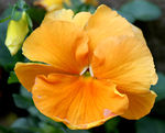 蝴蝶花