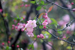 海棠花