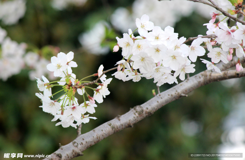 樱花