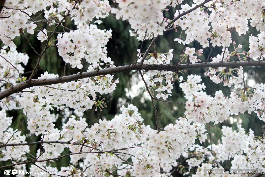 樱花