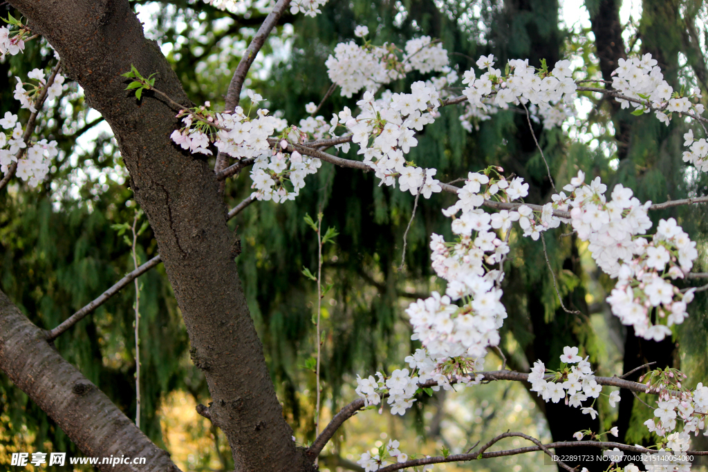 樱花