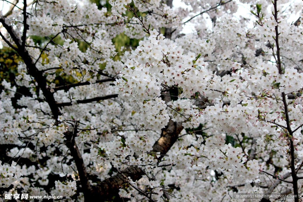 樱花