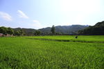 绿色田野 稻田