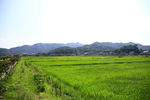 田野风光 绿野青山