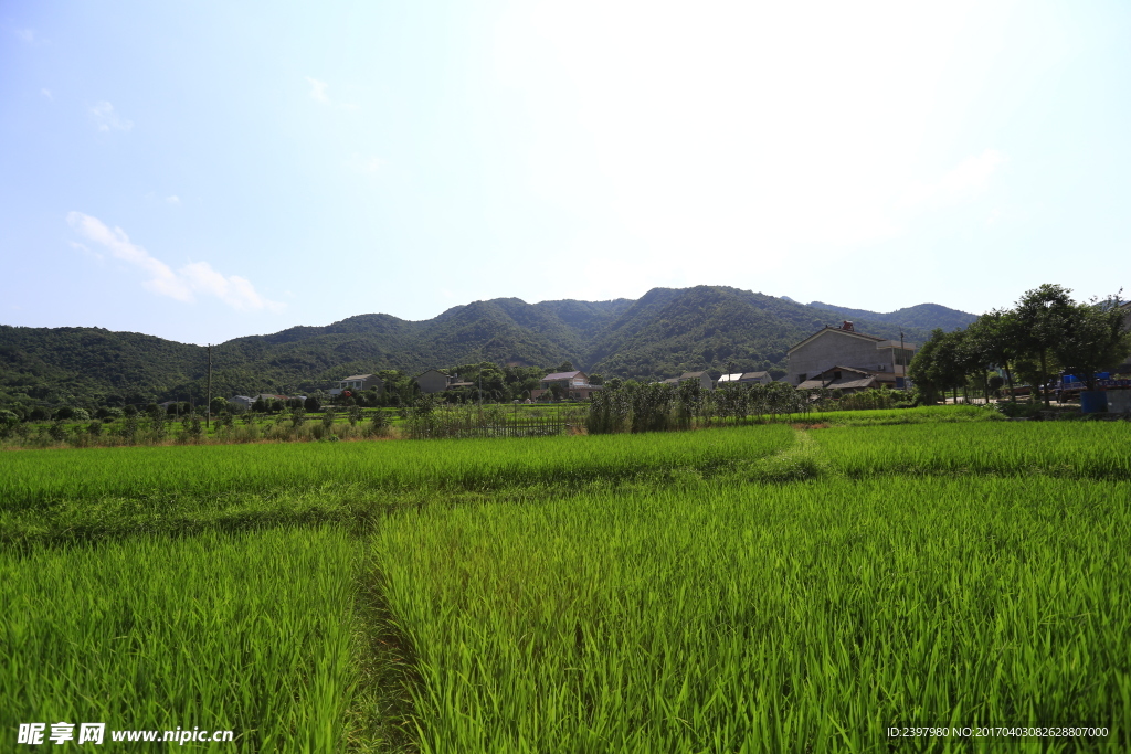 田野 稻田 乡间