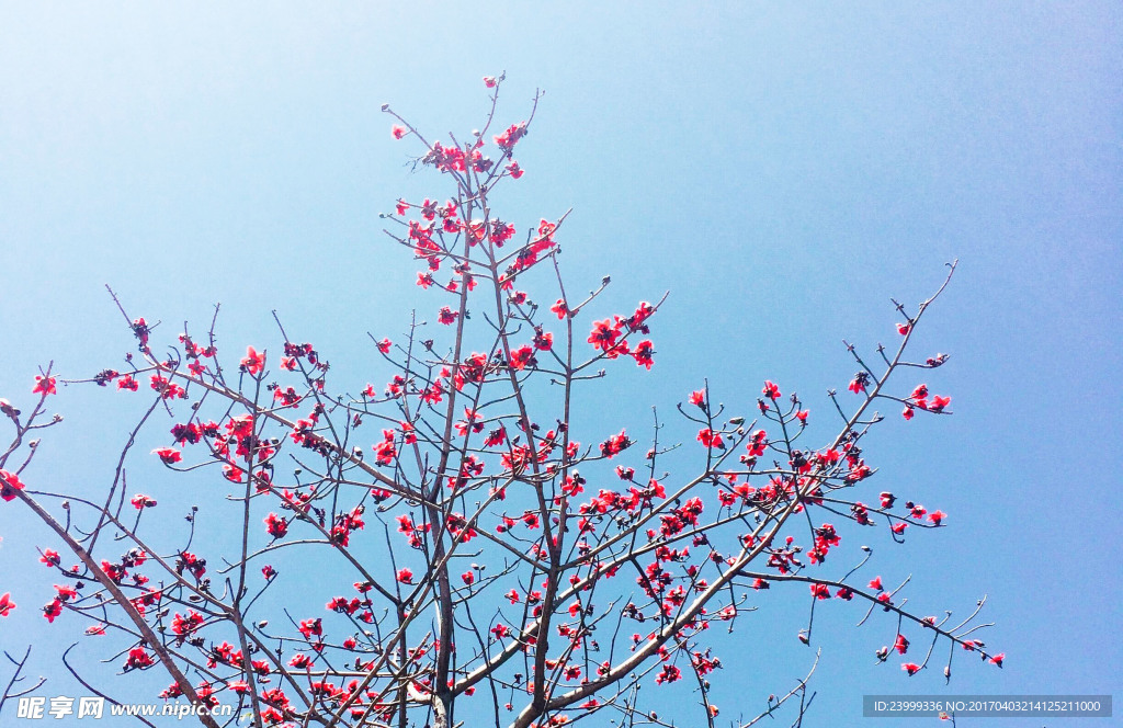 木棉花