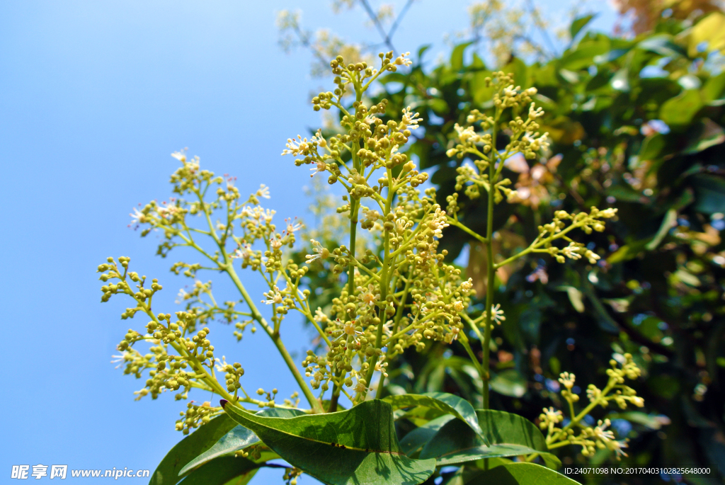 荔枝花