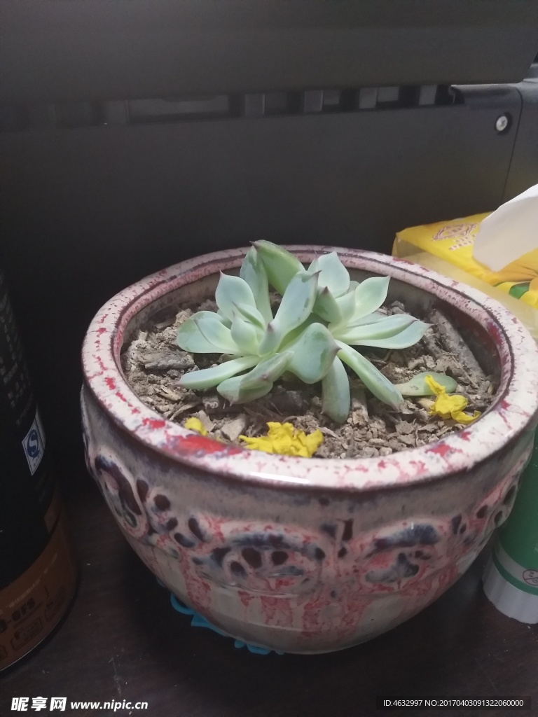 多肉植物