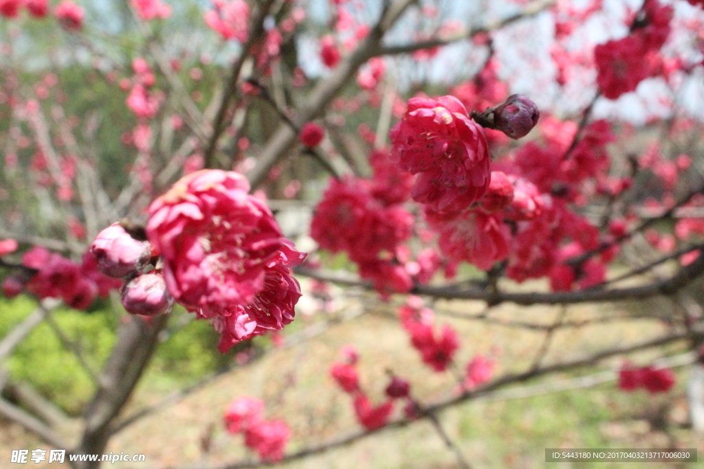 桃花