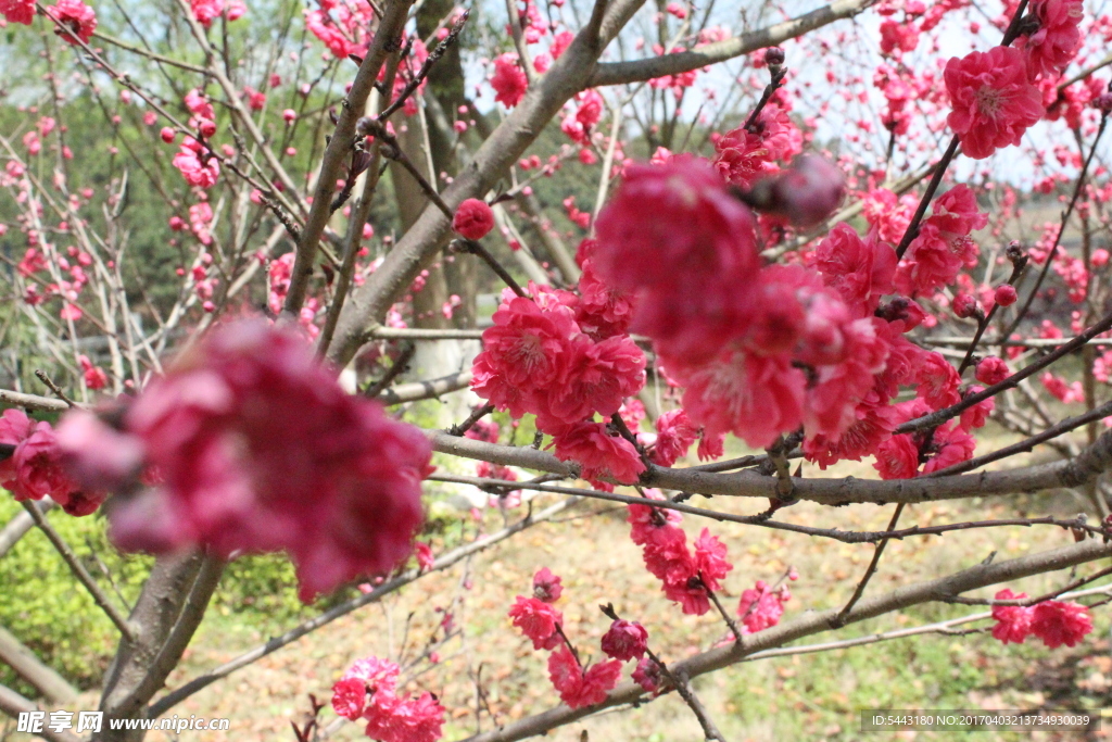 桃花