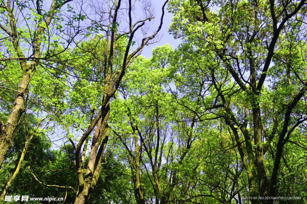树林