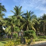 泰国 曼谷 椰子树