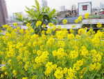 高楼油菜花