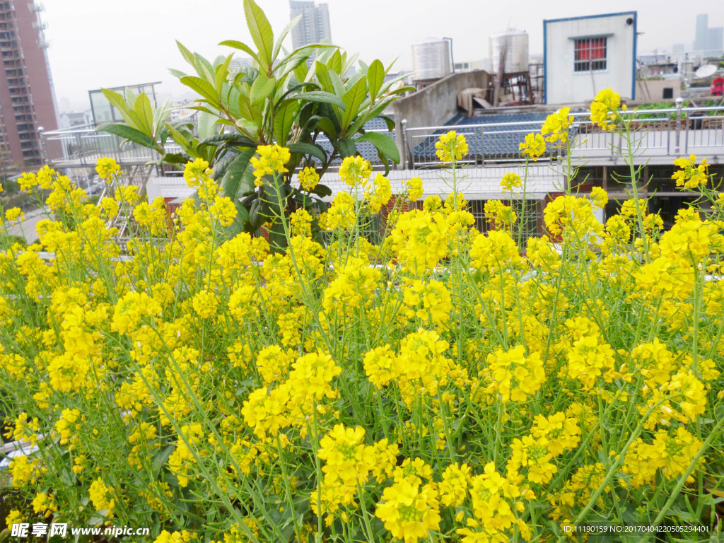 高楼油菜花