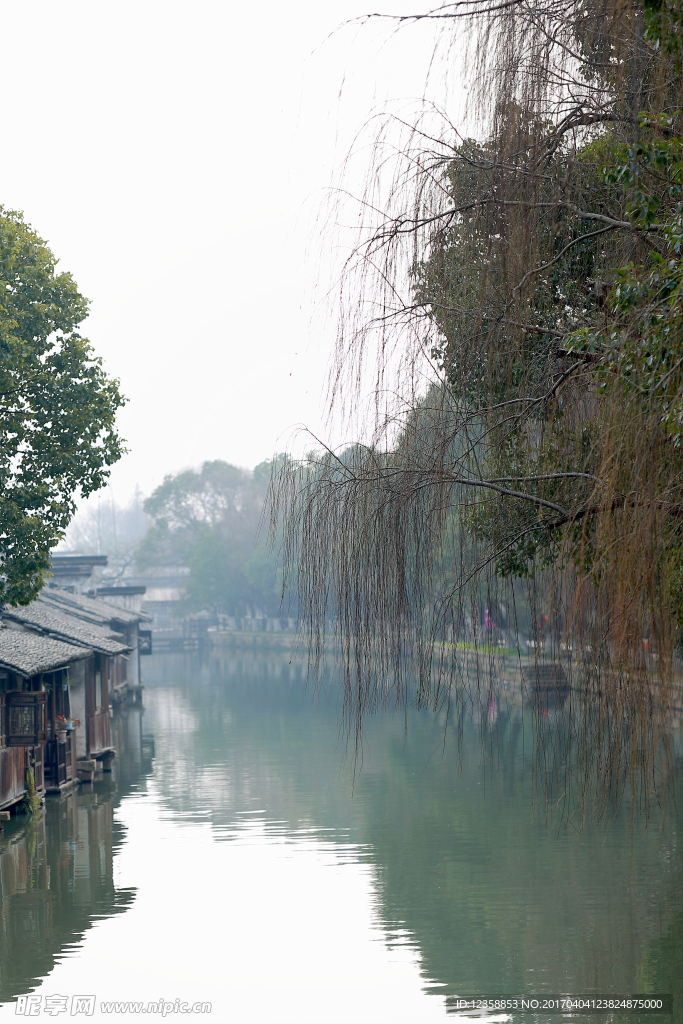 岸边垂柳