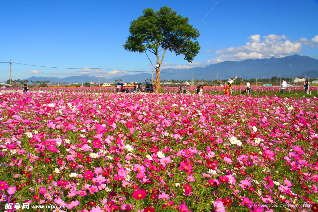 花海