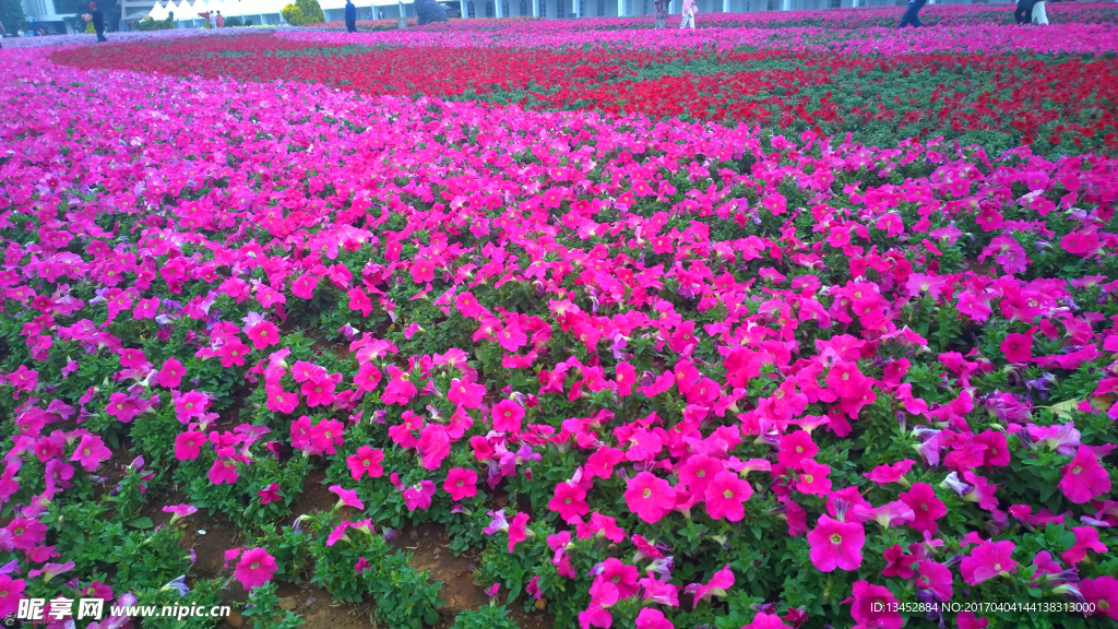 花海
