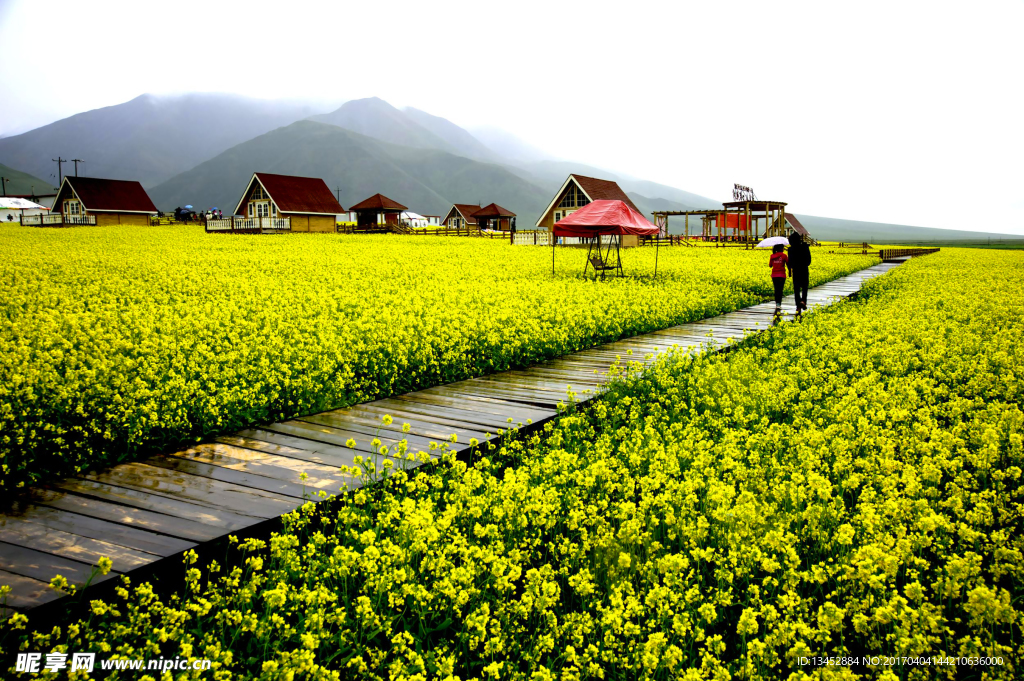 油菜花园