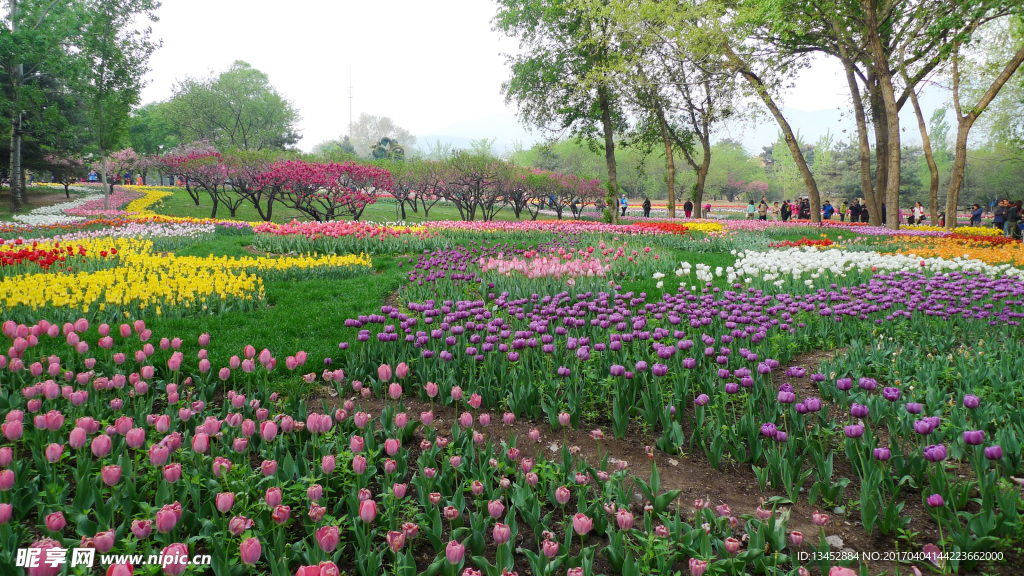 郁金香花园